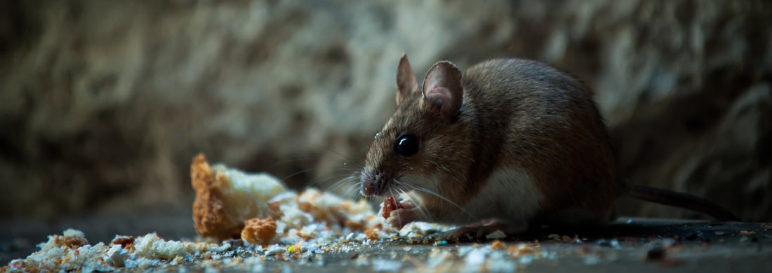 Mouse and rat control and proofing